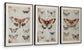 Jossletts Wall Art Set (3/CN)